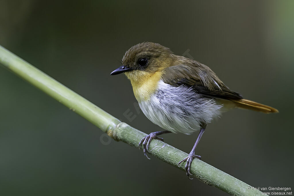 Gobemouche de Palawan