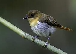 Gobemouche de Palawan