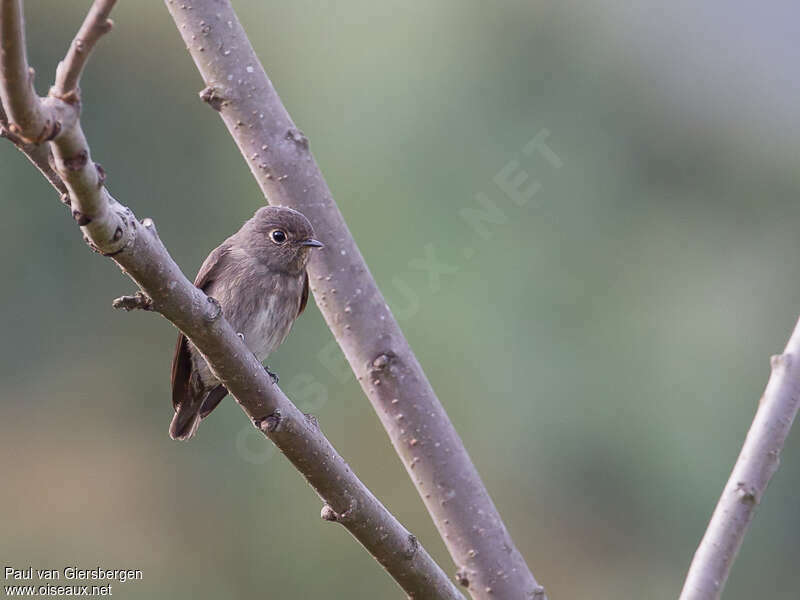 Dark-sided Flycatcheradult, close-up portrait