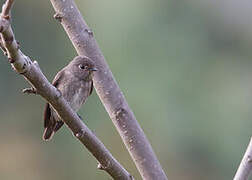 Dark-sided Flycatcher