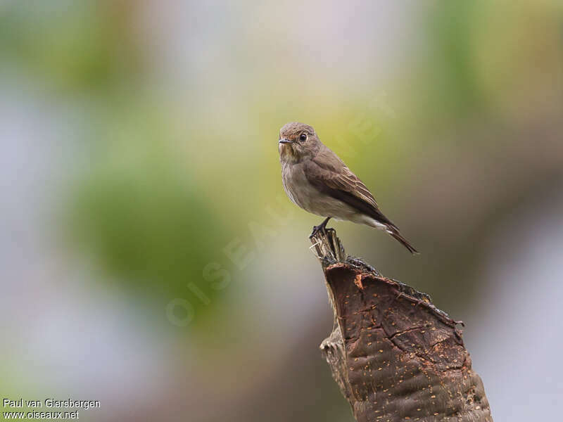 Dark-sided Flycatcheradult, identification