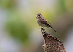 Dark-sided Flycatcher