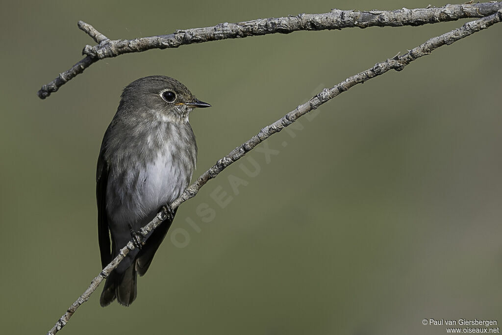 Dark-sided Flycatcheradult