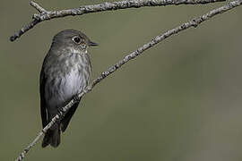 Dark-sided Flycatcher