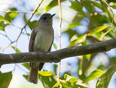 Sumba Jungle Flycatcher