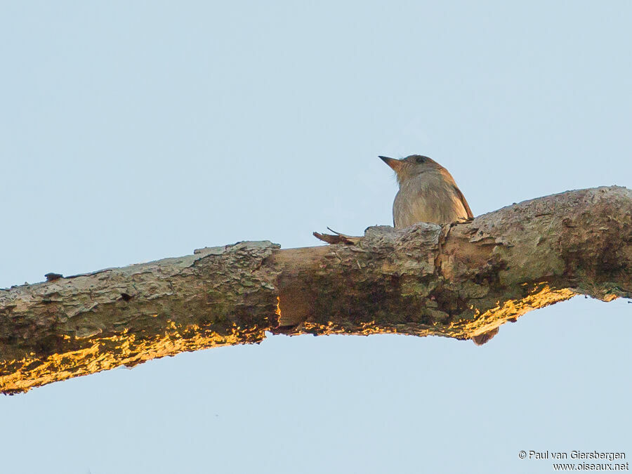 Sumba Brown Flycatcher