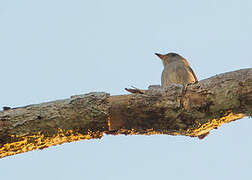 Sumba Brown Flycatcher