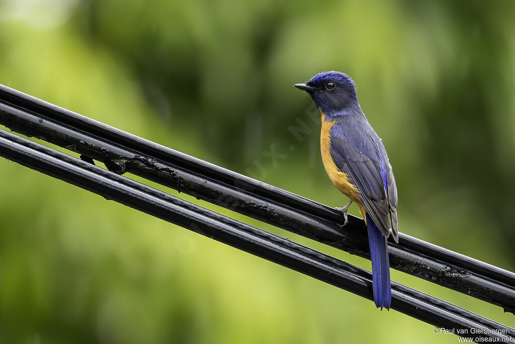 Taiwan Vivid Niltavaadult