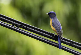 Taiwan Vivid Niltava