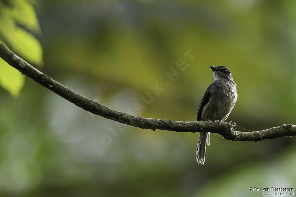 Tessmann's Flycatcheradult