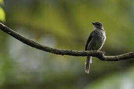 Tessmann's Flycatcher