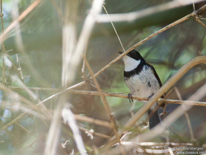 Black-banded Flycatcher