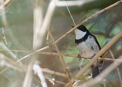 Black-banded Flycatcher