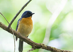 Sulawesi Blue Flycatcher