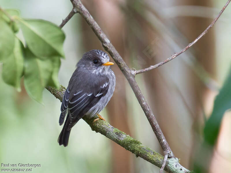 Gobemouche des Comoresadulte, identification