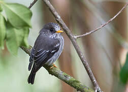 Humblot's Flycatcher