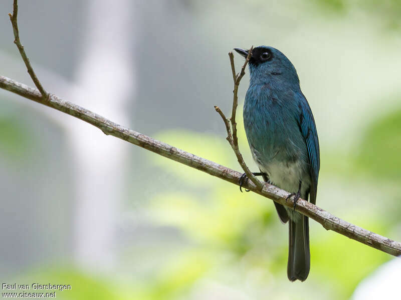 Turquoise Flycatcher male adult breeding, identification