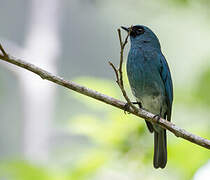 Turquoise Flycatcher