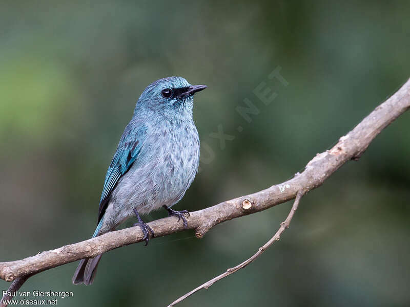 Turquoise Flycatcheradult, close-up portrait