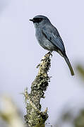 Turquoise Flycatcher