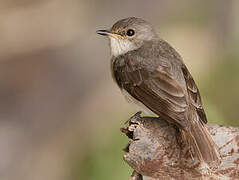 Swamp Flycatcher