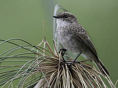 Swamp Flycatcher