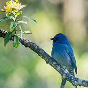 Nilgiri Flycatcher