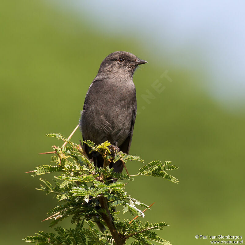 Gobemouche drongo