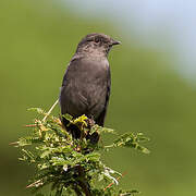 Northern Black Flycatcher