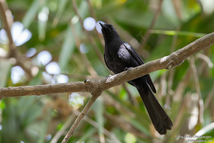 Gobemouche drongo