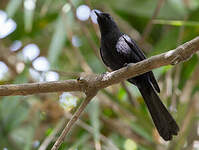 Gobemouche drongo