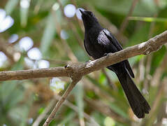 Northern Black Flycatcher