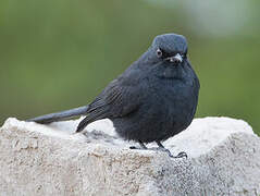 Northern Black Flycatcher