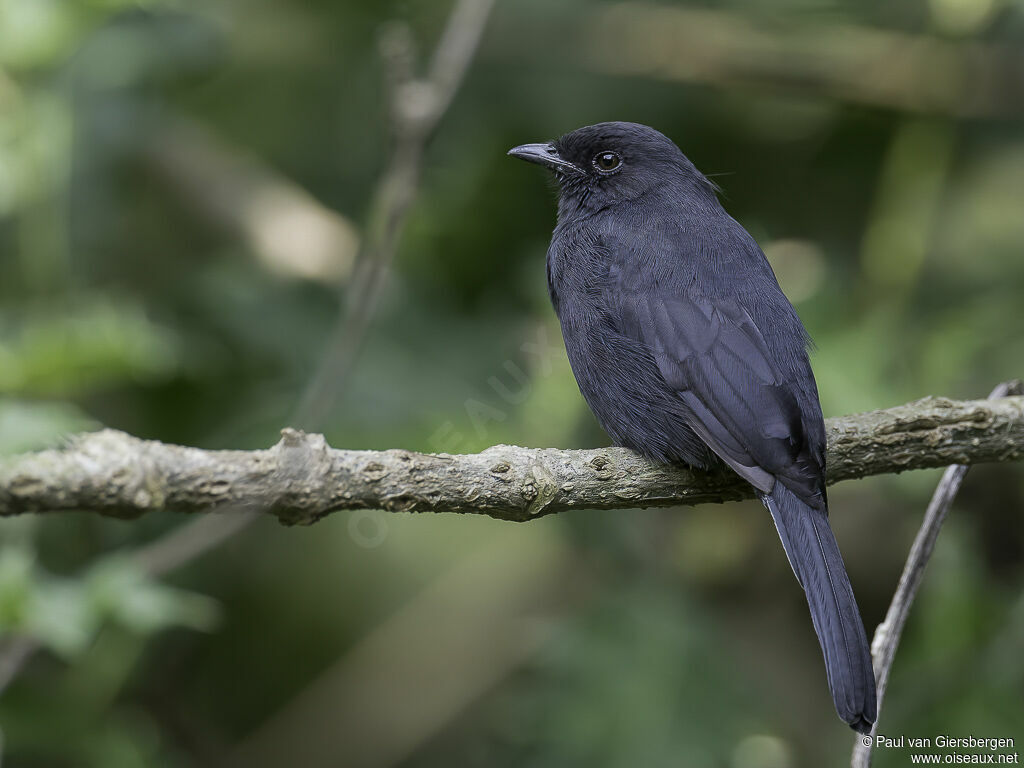 Northern Black Flycatcheradult