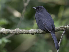 Gobemouche drongo