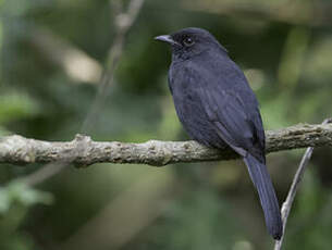 Gobemouche drongo