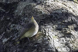 Kashmir Flycatcher