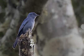 Nimba Flycatcher
