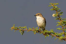 Marico Flycatcher