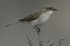 Marico Flycatcher