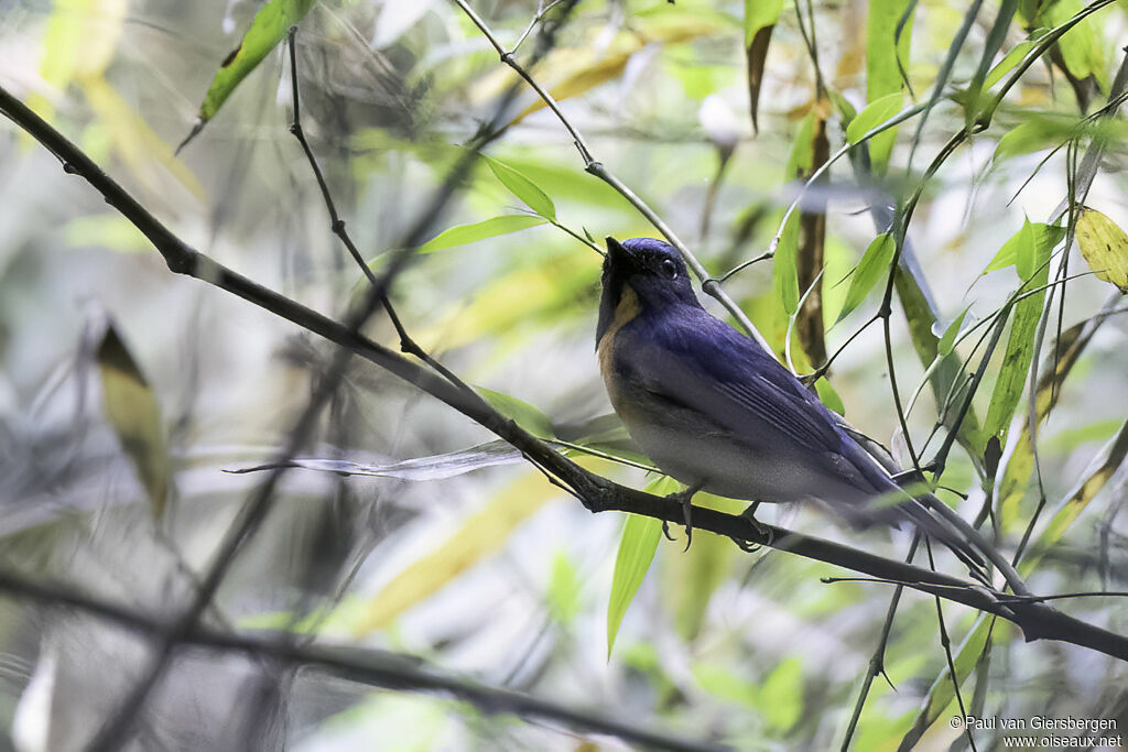 Chinese Blue Flycatcher male adult