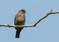 Sooty Flycatcher