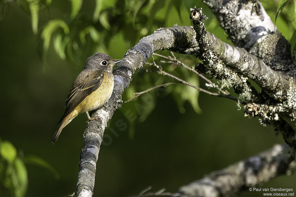 Ferruginous Flycatcher
