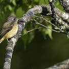 Gobemouche ferrugineux