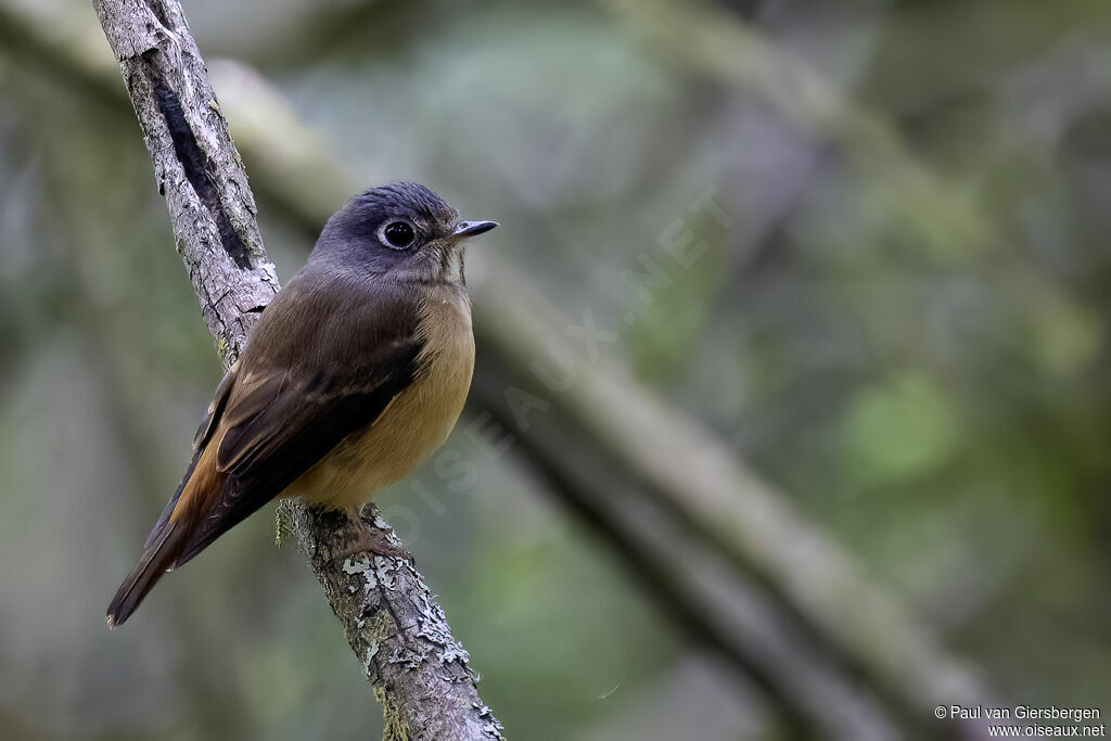 Gobemouche ferrugineuxadulte