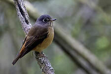 Gobemouche ferrugineux