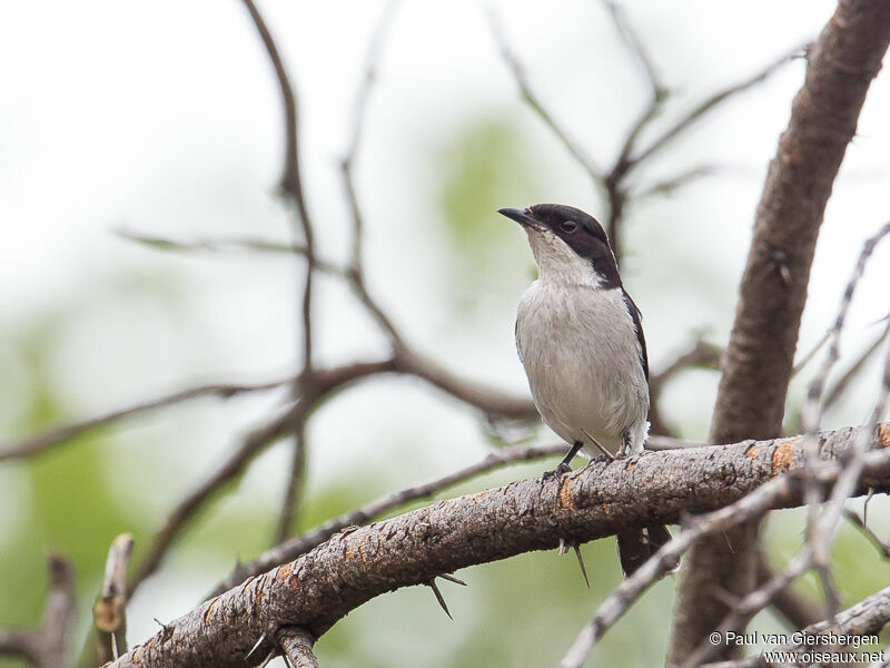 Fiscal Flycatcheradult