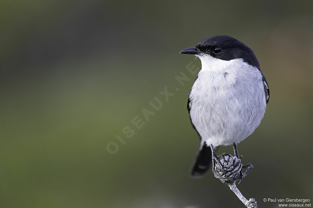 Fiscal Flycatcher male adult