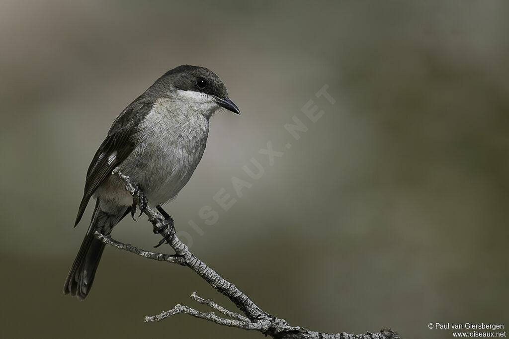 Fiscal Flycatcher female adult