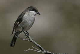 Fiscal Flycatcher